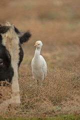 Western cattle heron (Bubulcus ibis) feeding among the cows.
