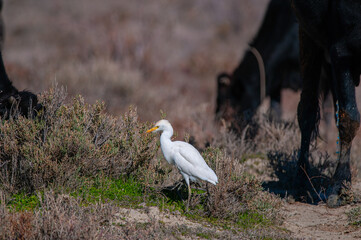 Western cattle heron (Bubulcus ibis) feeding among the cows.