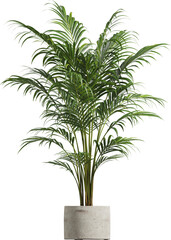 Side view of potted houseplant - Areca Palm