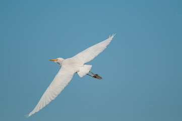 Western cattle egret (Bubulcus ibis) in flight (flying). Blue sky background.