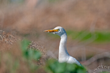 Obraz premium Western cattle heron (Bubulcus ibis) close-up.