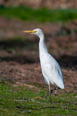 Western cattle heron (Bubulcus ibis) waiting in the grass.
