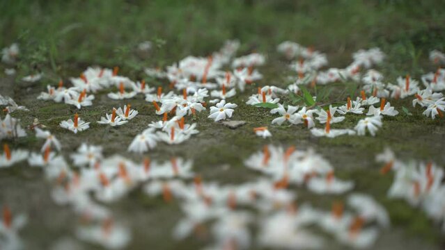 Night jasmine, Seuli or Shefali flower is symbol flower of saradiya or Durga Puja festival in autumn season.