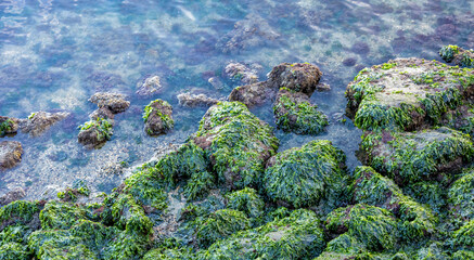 Rocks with green seaweed and water on sunset. Bay Area, California © Faina Gurevich