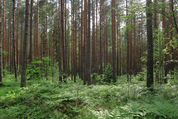 Fototapeta premium Typical summer forest. Green grass trunks, plenty of pine and fir trees.