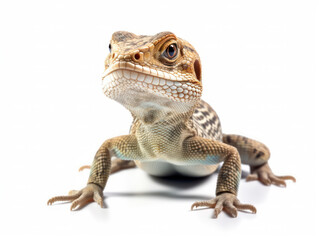 Lizard Studio Shot Isolated on Clear White Background, Generative AI