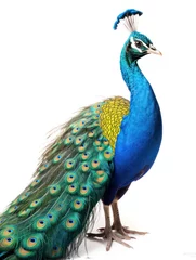  Peacock Studio Shot Isolated on Clear White Background, Generative AI © Vig