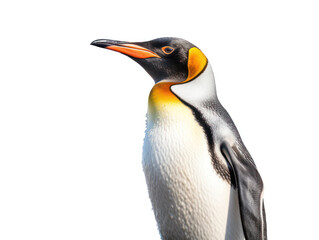 Penguin Studio Shot Isolated on Clear White Background, Generative AI