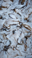 fallen leaves covered with snow.  top view.  winter wallpaper 9×16 format
