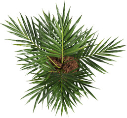 Top view of potted houseplant - Areca Palm