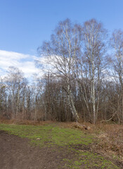 Spring period, forest park awakening in nature, flowering plants and walking on a sunny day.