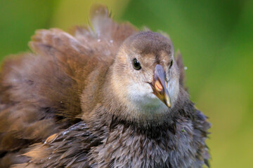 Young common moorhen, Gallinula chloropus