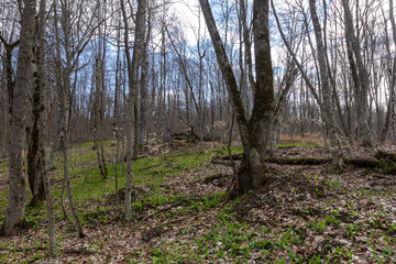Spring period, forest park awakening in nature, flowering plants and walking on a sunny day.