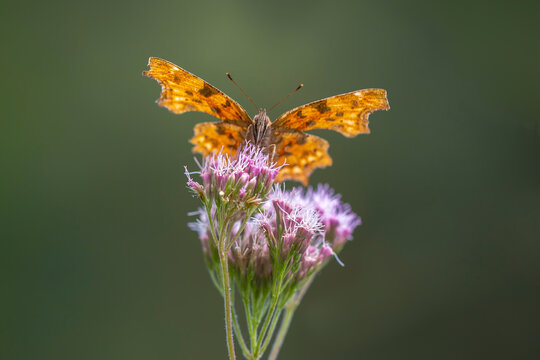 Comma butterfly Polygonia c-album resting side view