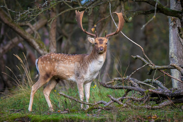 Naklejka na ściany i meble Fallow deer stag Dama Dama in a forest