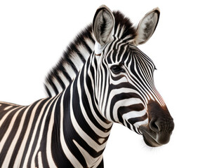 Fototapeta na wymiar Zebra Studio Shot Isolated on Clear White Background, Generative AI