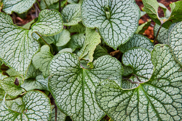 Silver and green Jack Frost, Heartleaf Plant, leaves in background asset