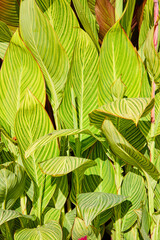Wall of bright green leaves of plant with yellow stripes, bright and sunny nature background asset