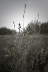 Fototapeta premium In a frosty meadow