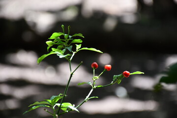 Tepin (Capsicum annuum var. glabriusculum) - Chili plant and fruits at Amazonas plantation