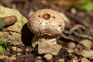 Champignon forest close-up. Agaricus silvaticus.