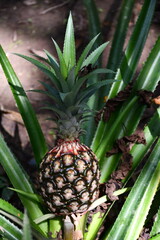 Pineapple fruit and plant in Amazonas Plantation | Peru