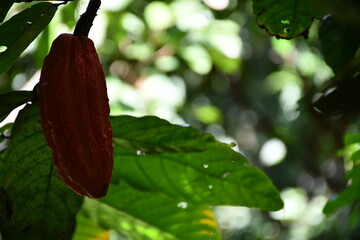 Cocoa fruit and plant at farm in Amazonas (Peru)