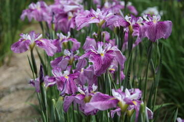 紫色のハナショウブ