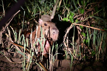 Capybara (Hydrochoerus hydrochaeris) at Amazonas River National Park in Peru