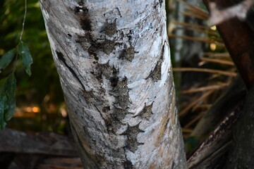Fototapeta premium Bats at Tree in Amazonas National Park Peru