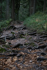 In the woods