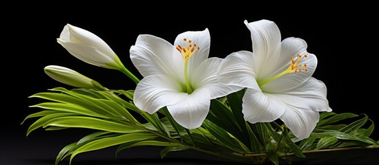 In the midst of summer, a vibrant flower with a delicate texture bloomed, its white petals isolated against a clean background, captivating in its natural artistry. It evoked the spirit of Easter and