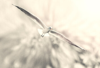 A white bird with spread wings