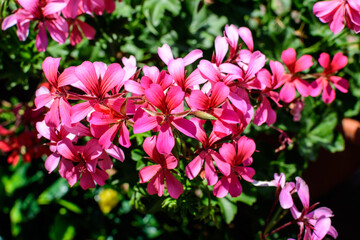 Small vivid pink Pelargonium flowers, known as geraniums, pelargoniums or storksbills, and fresh green leaves in a pot in a garden in a summer spring day