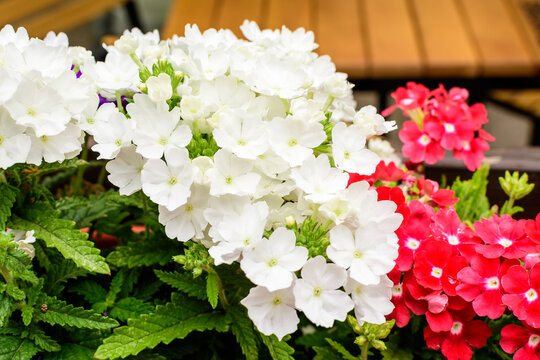 Delicate white and vivid red flowers of Verbena Hybrida Nana Compacta plant in small garden pots displayed for sale at a market in a sunny summer day