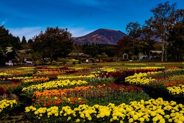 久住の寄せ植え花壇