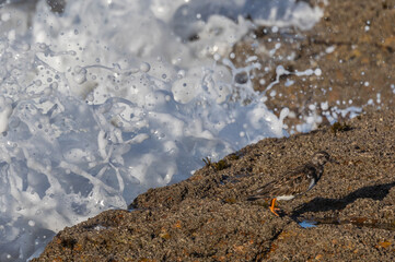Wading birds on the Cantabrian coast on a sunny autumn day in different situations!