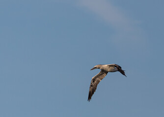 Wading birds on the Cantabrian coast on a sunny autumn day in different situations!