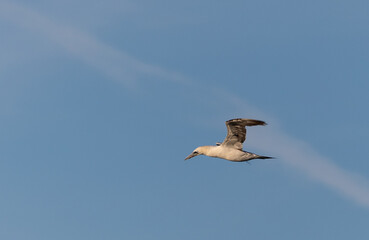 Wading birds on the Cantabrian coast on a sunny autumn day in different situations!
