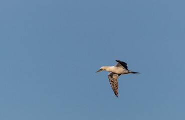 Wading birds on the Cantabrian coast on a sunny autumn day in different situations!
