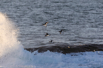 Wading birds on the Cantabrian coast on a sunny autumn day in different situations!