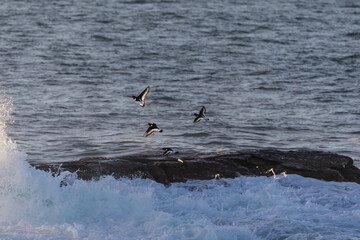 Wading birds on the Cantabrian coast on a sunny autumn day in different situations!