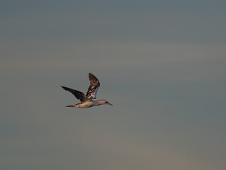 Wading birds on the Cantabrian coast on a sunny autumn day in different situations!