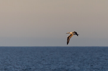 Wading birds on the Cantabrian coast on a sunny autumn day in different situations!