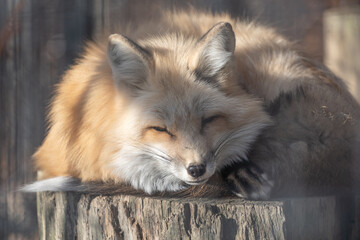 Red Fox (Vulpes vulpes) Sleeping on Tree Stump in the Finger Lakes region of New York