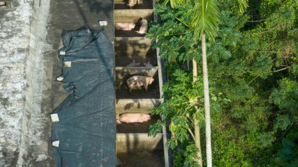 Pig farming  in tropical forst
