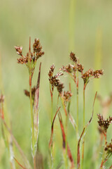 Vertical closeup on the common woodrush or heath wood-rush, Luzula multiflora