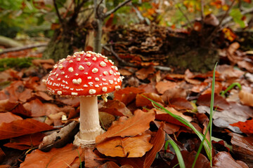 Closeup on a signle fresh brilliant red and white spotted Fly agaric, Amanita muscaria, on he forest floor