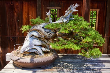 Fotobehang Bonsai Windswept bonsai tree twisted into horizontal shape, on table, wooden fence with windows background  © Nicholas J. Klein