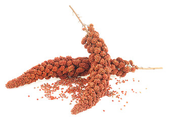 Red millet twigs and seeds isolated on a white background. Italian millet. Healthy food for...